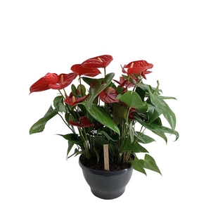 Anthurium schaal Nevada