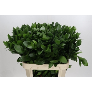 RUSCUS HYPOPHYLLUM