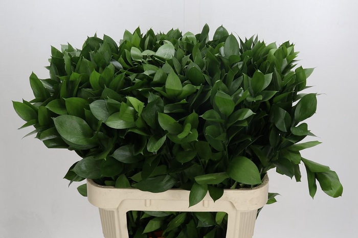 <h4>RUSCUS HYPOPHYLLUM</h4>