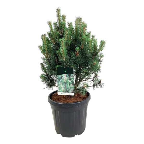 <h4>Pinus mugo 'Columnaris'</h4>