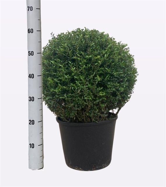 <h4>LON S NI ELEGANT</h4>