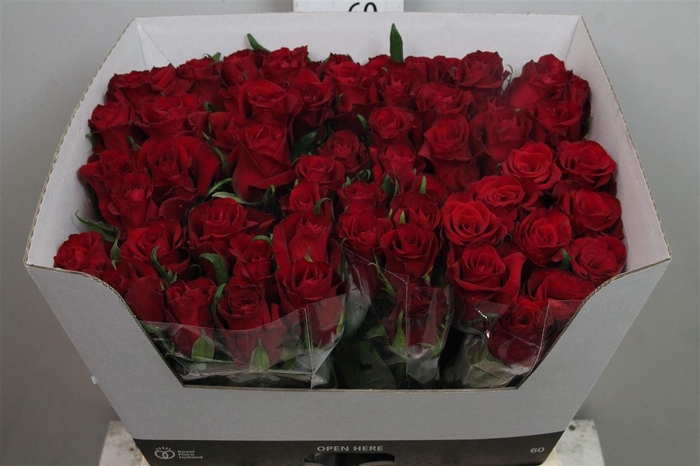 <h4>R Gr Ever Red</h4>