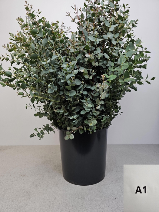 <h4>EUC GUNNII PB</h4>