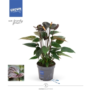 Anthurium - KARMA Black | 12cm