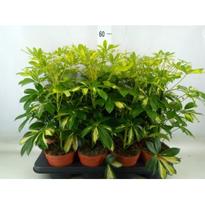 Schefflera arbor. 'Gerda'