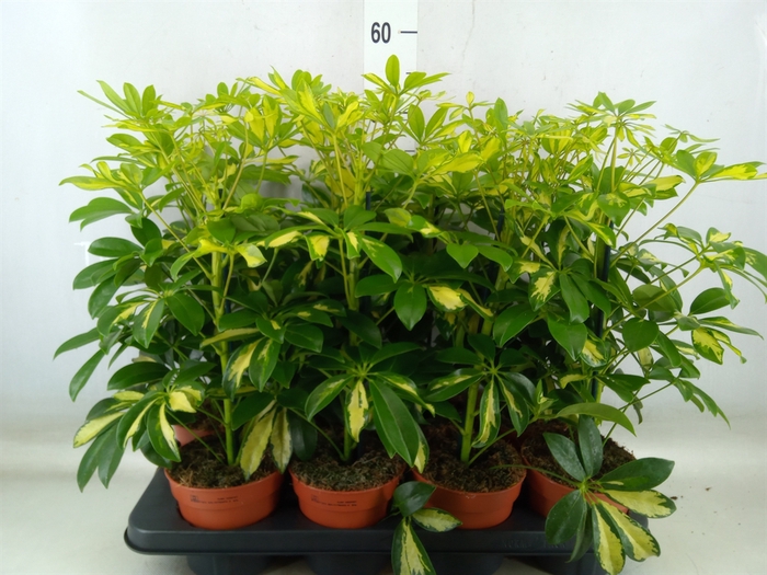 <h4>Schefflera arbor. 'Gerda'</h4>