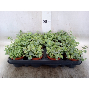 Sedum sieboldii