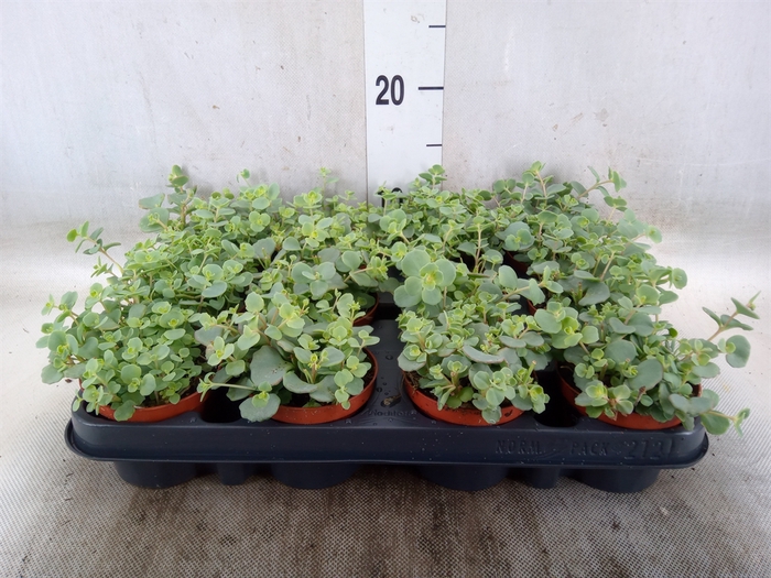 <h4>Sedum sieboldii</h4>