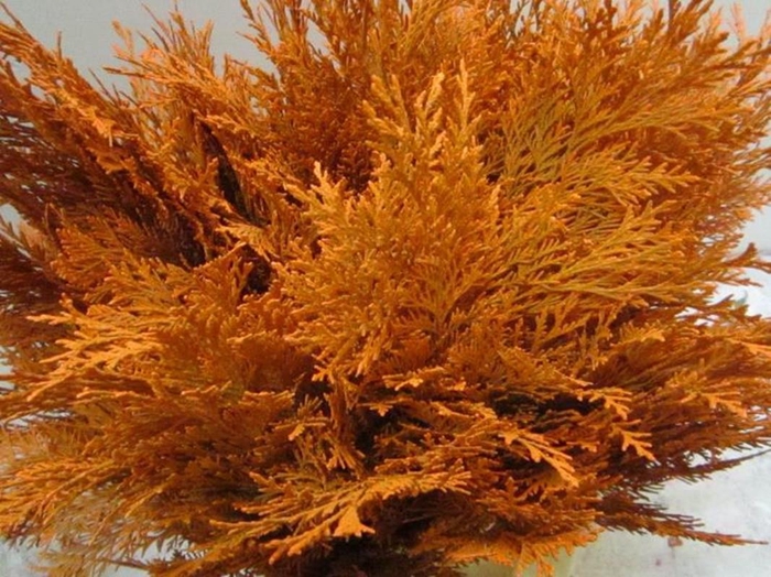 <h4>Conifeer Oranje</h4>