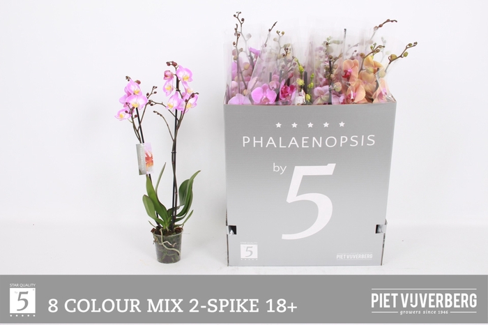 <h4>PHAL GEM 7 KL</h4>