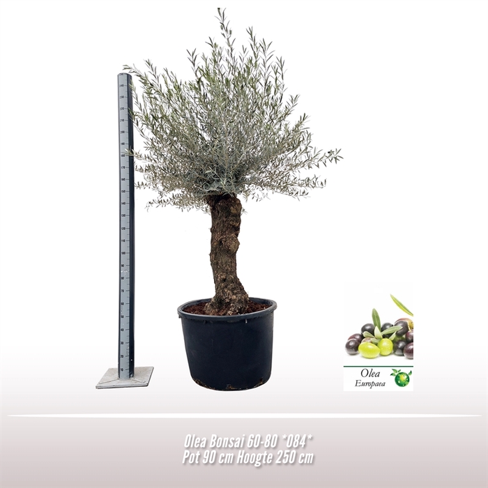 <h4>Olea Bonsai 60-80 *084*</h4>