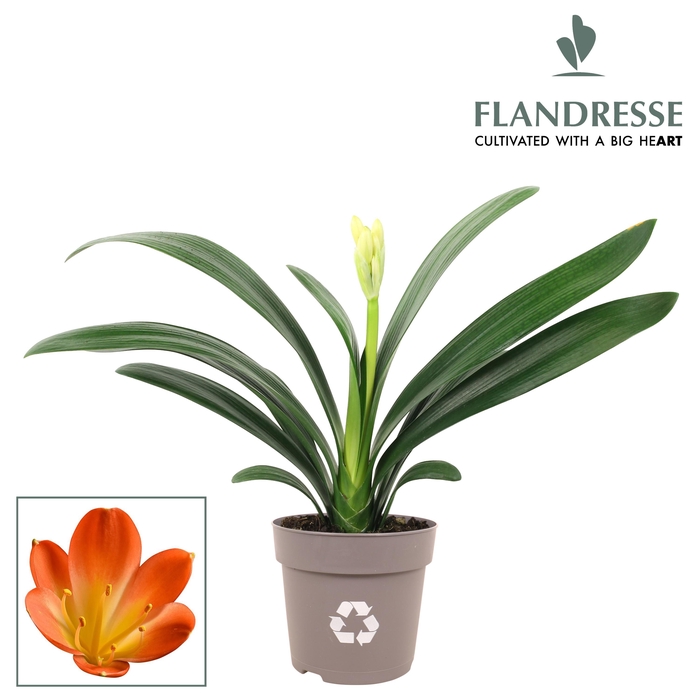 <h4>Clivia Flandresse® Strong! orange</h4>
