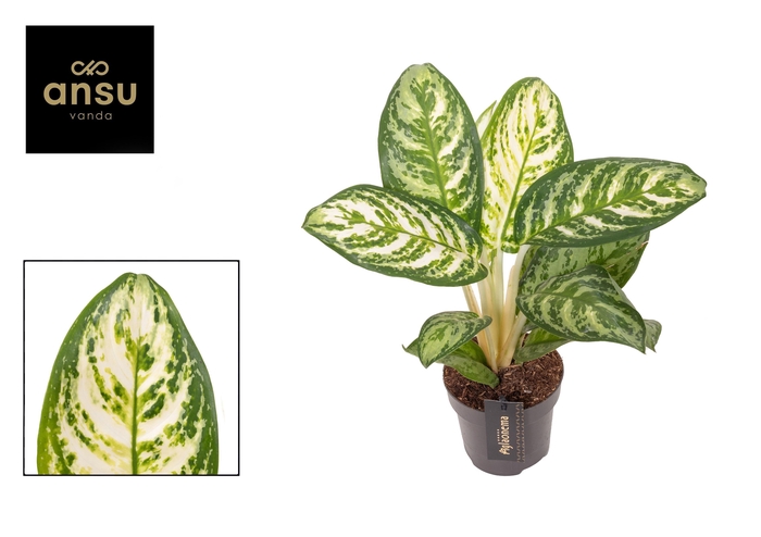 <h4>Aglaonema Minty Ice</h4>