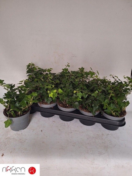 <h4>HED HE WONDER</h4>