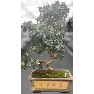 Carmona macrophylla, pot 40 cm., height 85 cm.(single item)