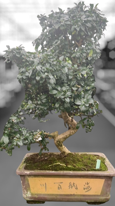 <h4>Carmona macrophylla, pot 40 cm., height 85 cm.(single item)</h4>