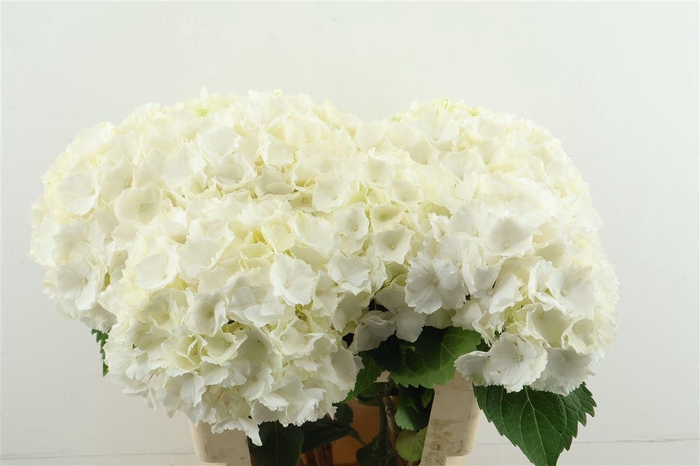 <h4>Hydr M Schneeball 60-20</h4>