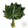 Aralia Medium