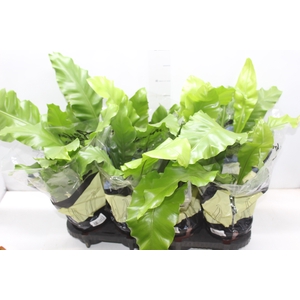 ASPLENIUM NIDUS P15