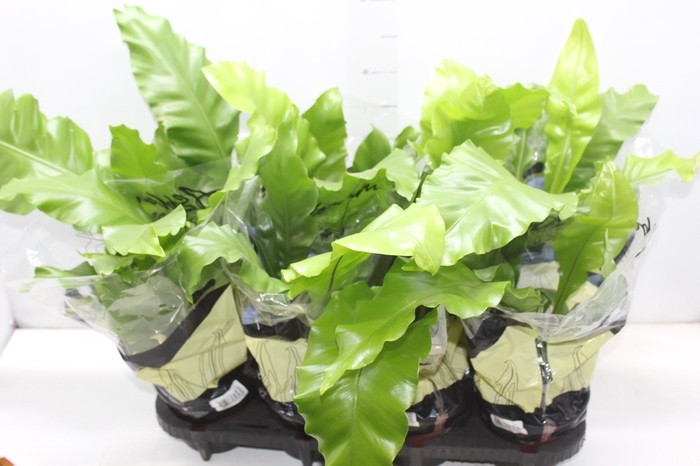 <h4>ASPLENIUM NIDUS P15</h4>