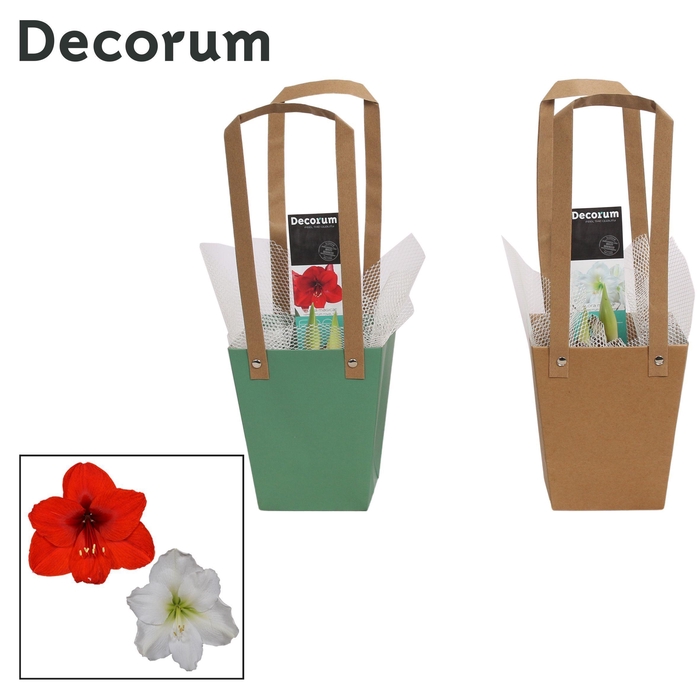 <h4>Amaryllis Mix 2 Knop in Giftbag (Decorum)</h4>