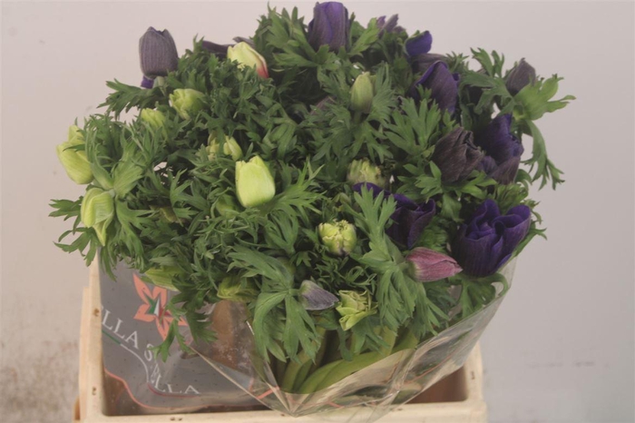 <h4>Anemone Galil Pastel</h4>