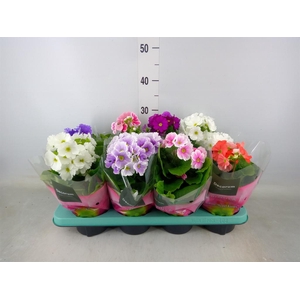 Primula obcon. 'Touch Me'   ...mix
