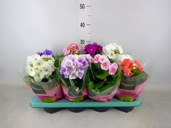 <h4>Primula obcon. 'Touch Me'   ...mix</h4>
