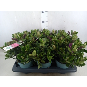 Hebe  'Hebedonna Alina'