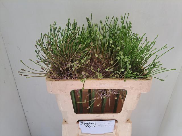 <h4>ALLIUM SCHUBERTII</h4>