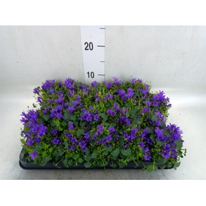 Campanula porten. 'Get Mee'