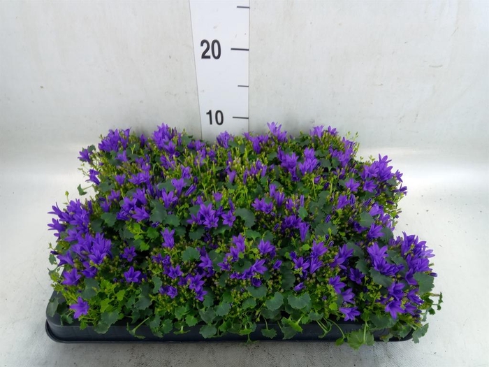 <h4>Campanula porten. 'Get Mee'</h4>