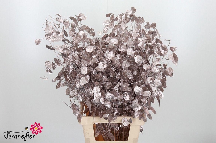 <h4>SNIJBL OV KLB H% BS</h4>