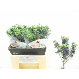 ERYNG PL MAG PURP ST