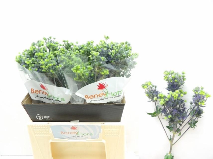 <h4>ERYNG PL MAG PURP ST</h4>