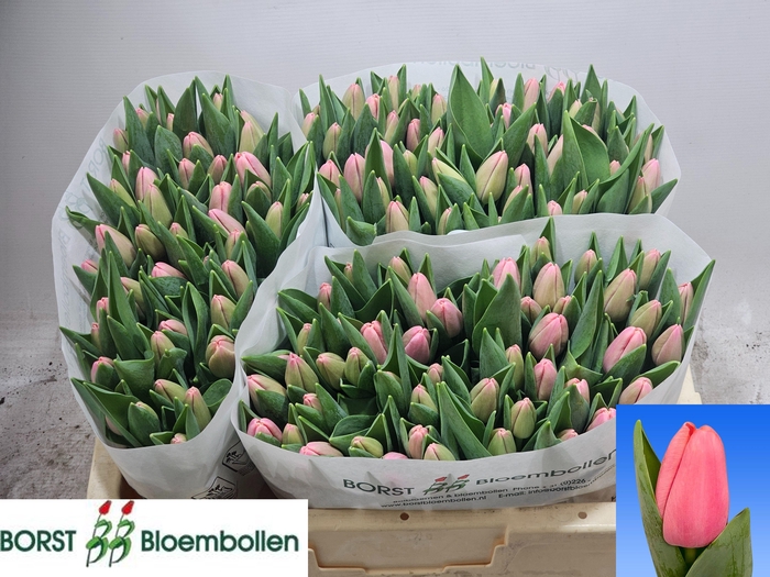 <h4>TU EN TRESOR</h4>