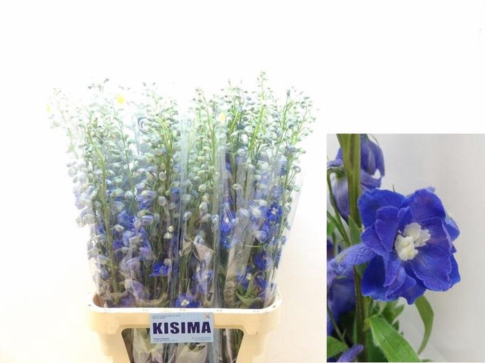 <h4>Delph Candle Blue Shades Kisimia</h4>