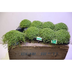 Soleirolia Soleiroli