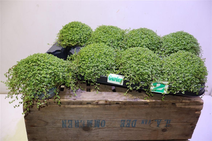 <h4>Soleirolia Soleiroli</h4>