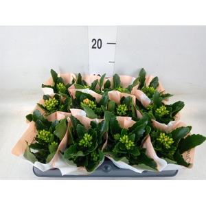 Kalanchoe blos. 'African Robbie'