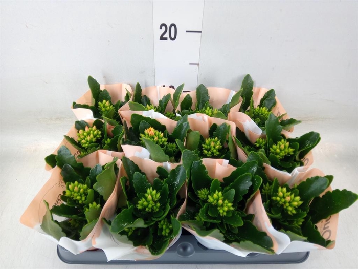 <h4>Kalanchoe blos. 'African Robbie'</h4>