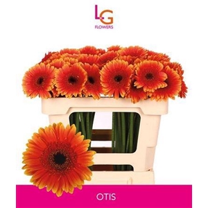 Ge Mi Otis