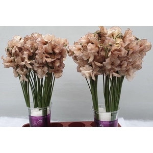 Lathyrus Brons