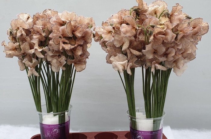 <h4>Lathyrus Brons</h4>