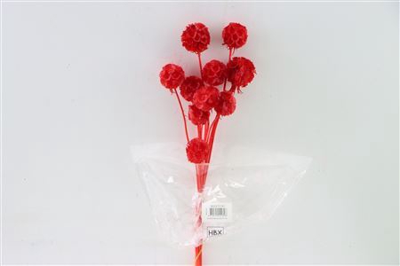 Pres Scabiosa St 10pc Red Bunch Slv