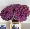 Hydrangea mac midnight sky