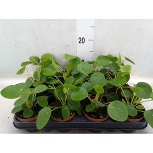 Pilea peperomoides