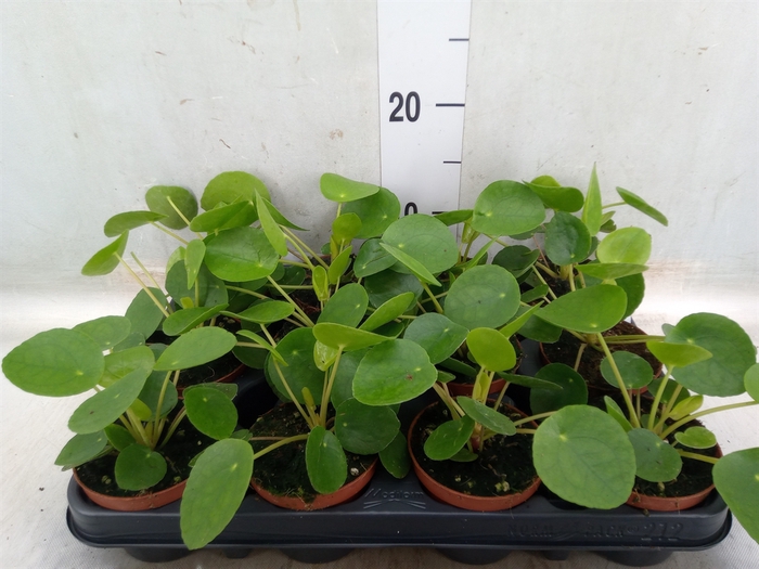 <h4>Pilea peperomoides</h4>
