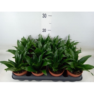 Dracaena frag. 'Compacta'