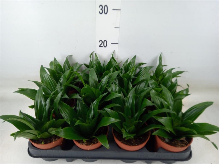 <h4>Dracaena frag. 'Compacta'</h4>